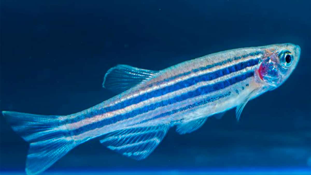 Você está visualizando atualmente Veneno de peixe pode ajudar tratamento da asma, diz pesquisa