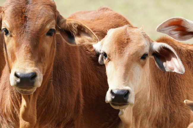 No momento, você está visualizando Rebanho bovino no Brasil cresceu com 234,4 milhões, diz IBGE