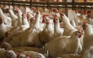 Leia mais sobre o artigo Brasil se torna o país autorizado a exportar frango para Israel