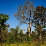 Mato Grosso registra queda de 11% nos alertas de desmatamento