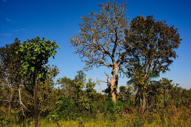 Você está visualizando atualmente Mato Grosso registra queda de 11% nos alertas de desmatamento