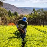 Área de agropecuária no Brasil é maior do que o estado do Mato Grosso, diz pesquisa