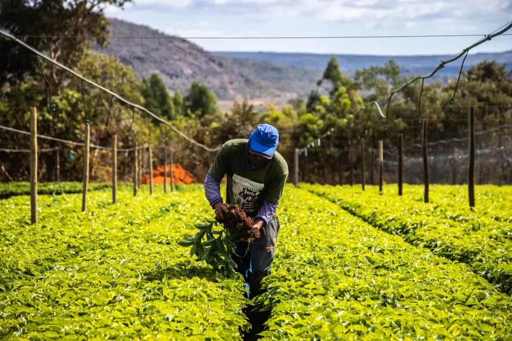 No momento, você está visualizando Área de agropecuária no Brasil é maior do que o estado do Mato Grosso, diz pesquisa