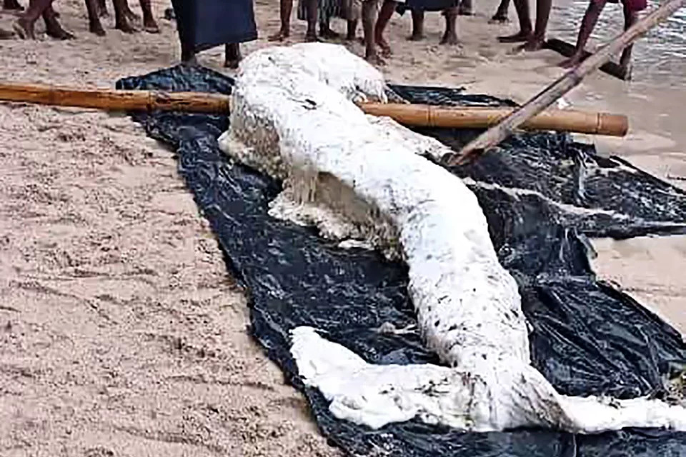 Você está visualizando atualmente Corpo de sereia misteriosa aparece em praia de Papua-Nova Guiné