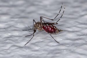 Leia mais sobre o artigo DENGUE: Primo” do Aedes aegypti é responsável por alta dos casos no Brasil