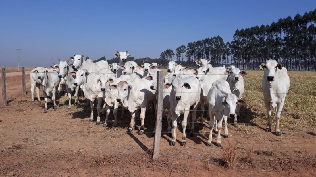 No momento, você está visualizando Grãos e carne de MT são consumidos por 3,5% da população mundial