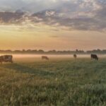 Senado exclui agropecuária do mercado de carbono e texto vai à Câmara