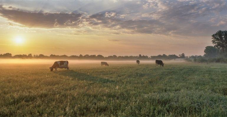 No momento, você está visualizando Senado exclui agropecuária do mercado de carbono e texto vai à Câmara