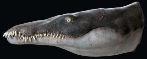 Leia mais sobre o artigo Nova espécie de pliossauro revela detalhes sobre répteis marinhos da era dos dinossauros