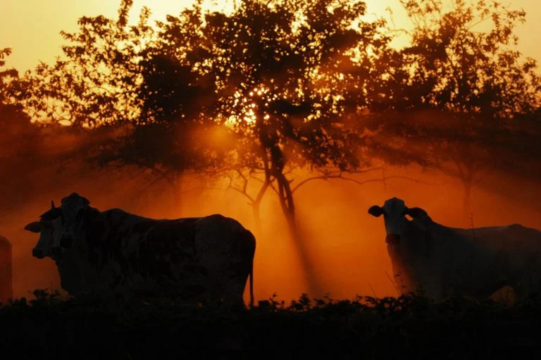 No momento, você está visualizando Entenda o impacto do El Niño na pecuária