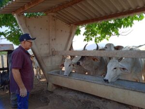 Leia mais sobre o artigo Inseminação artificial bovina é caso de sucesso em MT