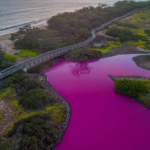 Lago no Havaí fica rosa e acende alerta; entenda o fenômeno