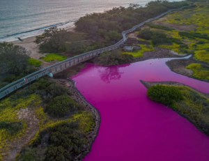 Leia mais sobre o artigo Lago no Havaí fica rosa e acende alerta; entenda o fenômeno