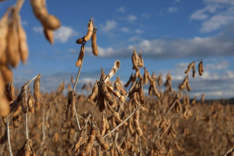 Você está visualizando atualmente Onda de calor ameaça próximas safras de soja e milho no Brasil