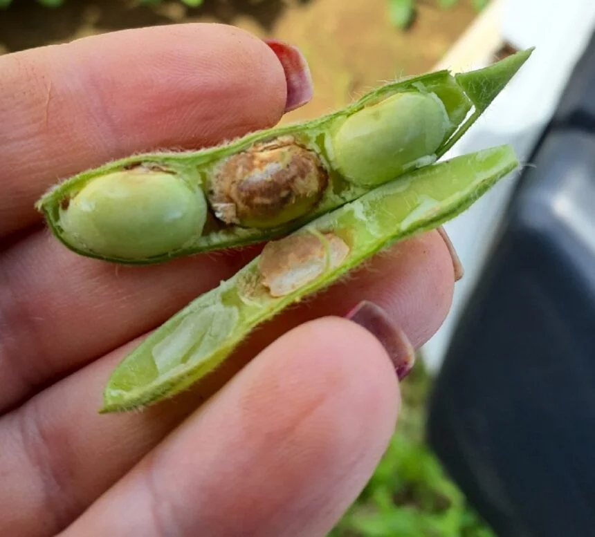 Você está visualizando atualmente Ensaios refletem condições atuais da soja mato-grossense nesta safra