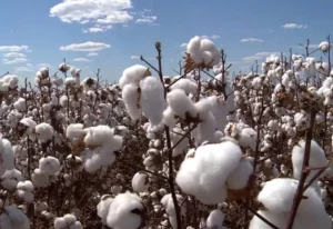 Leia mais sobre o artigo MT inicia plantio da safra 2023/24 de algodão