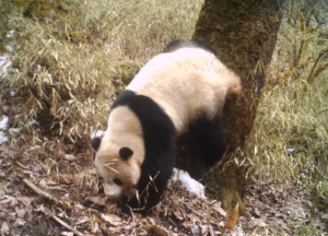 Leia mais sobre o artigo Pandas têm sua própria “rede social”, aponta estudo