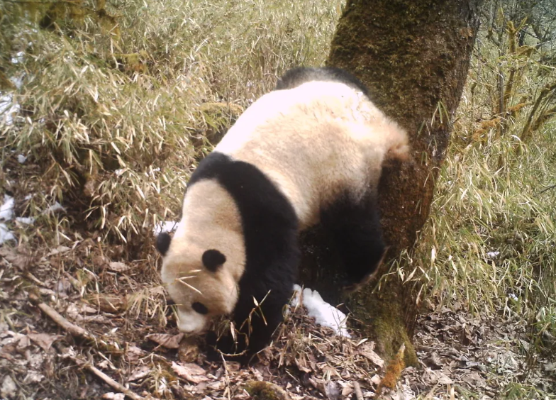 No momento, você está visualizando Pandas têm sua própria “rede social”, aponta estudo