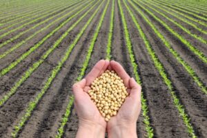 Leia mais sobre o artigo Aprosoja Brasil estima produção de soja em 135 mi de toneladas