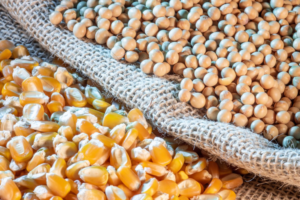 Leia mais sobre o artigo Brasil deve aumentar exportação de soja em janeiro, diz Anec