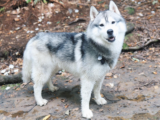 Você está visualizando atualmente Cão encontra vazamento de gás cavando e salva bairro inteiro