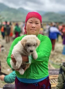 Leia mais sobre o artigo 4 curiosidades sobre a raça hmong, o cão que se parece com gato