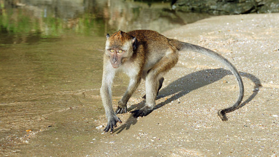 Você está visualizando atualmente PANDEMIA: Macacos têm comportamento inédito na Tailândia 