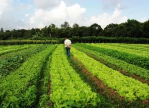 Leia mais sobre o artigo Comissão aprova marco regulatório para a promoção da agroecologia