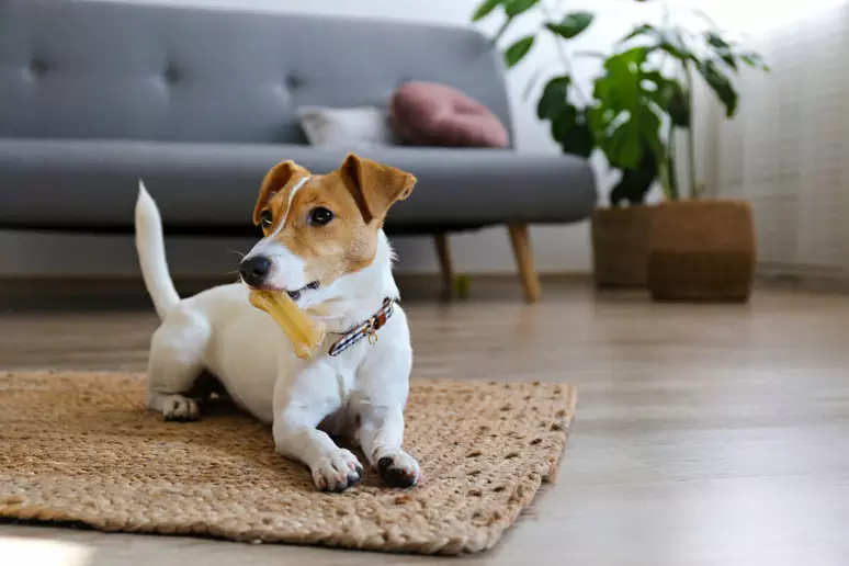 Você está visualizando atualmente 5 dicas para uma boa convivência com cachorro em apartamento