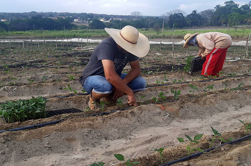 Você está visualizando atualmente Projeto incentiva agricultura familiar na produção de biocombustíveis