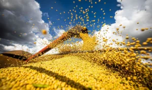 Leia mais sobre o artigo Conab: colheita de grãos da safra 23/24 será menor do que o estimado