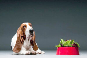 Leia mais sobre o artigo Conheça oito verduras que seu cachorro pode comer