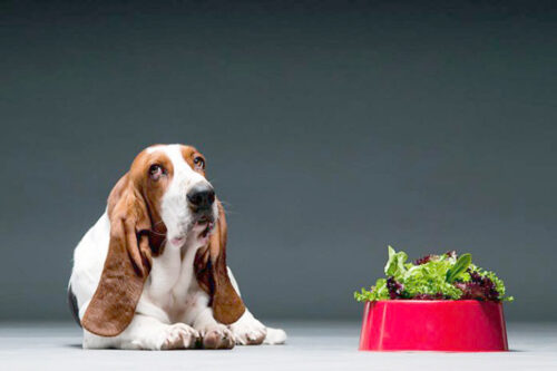 Você está visualizando atualmente Conheça oito verduras que seu cachorro pode comer