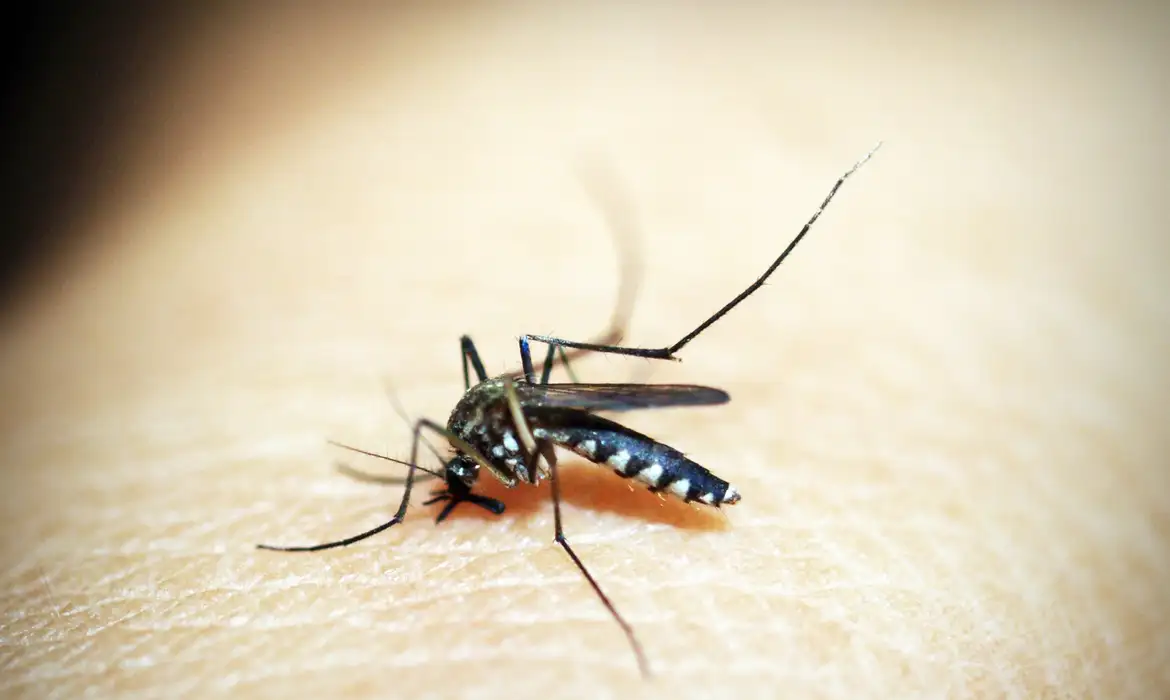 Você está visualizando atualmente Entenda por que hemorragia não é o principal sintoma da dengue grave