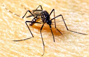 Leia mais sobre o artigo SES elabora plano de contingência para enfrentamento da dengue e outras arboviroses