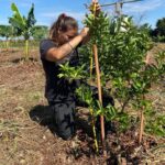 Pesquisa auxilia produtores familiares na irrigação e manejo da água