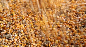 Leia mais sobre o artigo Brasil amplia domínio sobre EUA como principal fornecedor de milho e soja da China