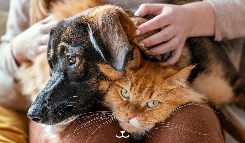 Você está visualizando atualmente Lei proíbe remédios contra cio de animais domésticos em MT