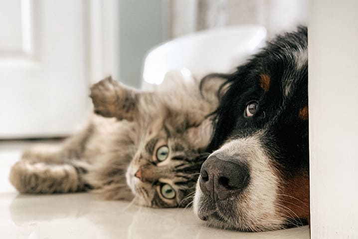 Você está visualizando atualmente Manter as vacinas do pet em dia pode salvar a vida do animal e do tutor