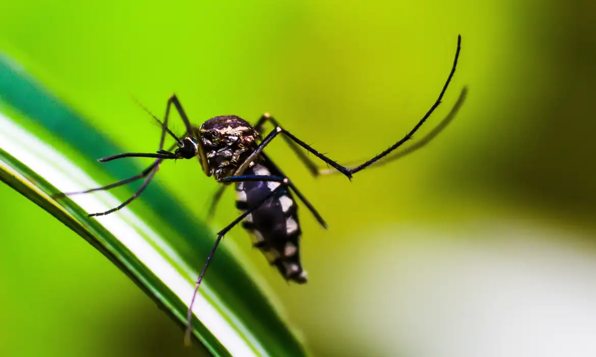 Você está visualizando atualmente Cientistas desenvolvem armadilha para combater o mosquito da dengue