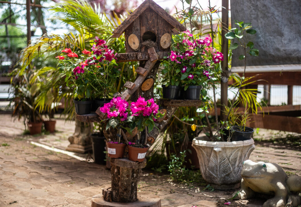 Você está visualizando atualmente Shopping Orla promove o 4º Festival de Rosas do Deserto e Orquídeas a partir de quinta-feira (7)