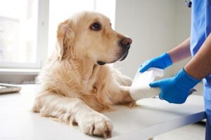 Leia mais sobre o artigo Vacina contra o câncer para cães apresenta bons resultados em testes