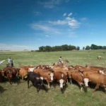 Embrapa propõe políticas para reaproveitamento de pastagens degradadas