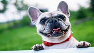 Leia mais sobre o artigo Mito ou verdade; cachorros pequenos vivem mais?