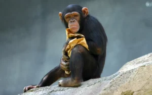 Leia mais sobre o artigo Mudanças climáticas fazem com que chimpanzés alterem comportamento