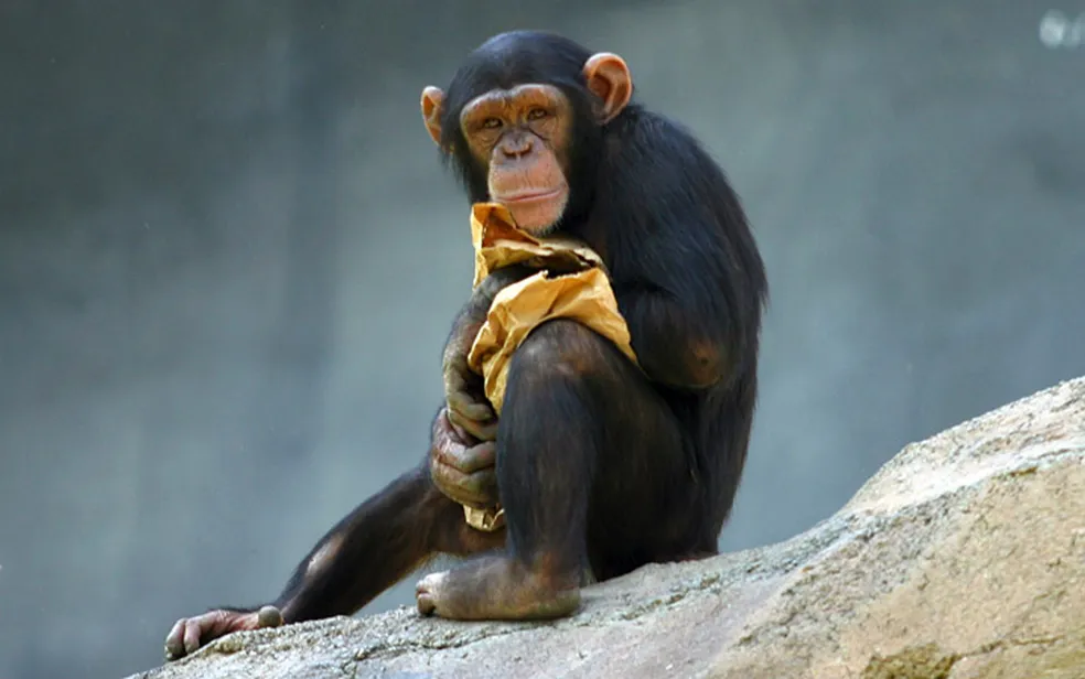 Você está visualizando atualmente Mudanças climáticas fazem com que chimpanzés alterem comportamento