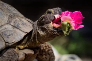 Leia mais sobre o artigo Concurso elege fotos de pet mais engraçadas do mundo