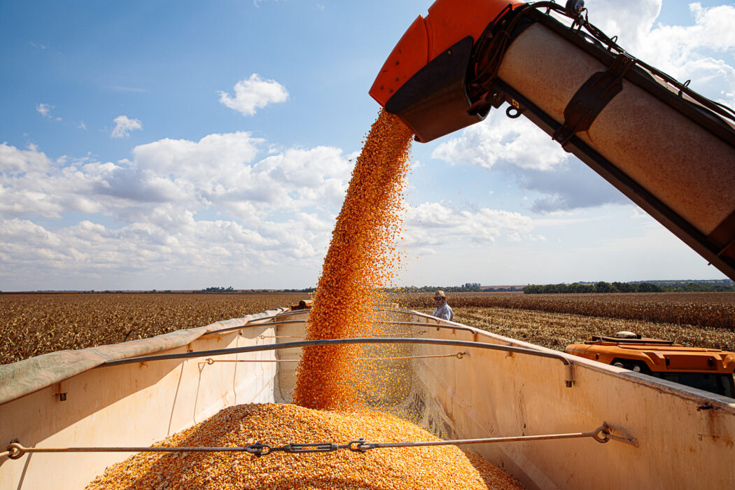 Você está visualizando atualmente Exportações de milho crescem 40% e MT consolida posição no mercado internacional