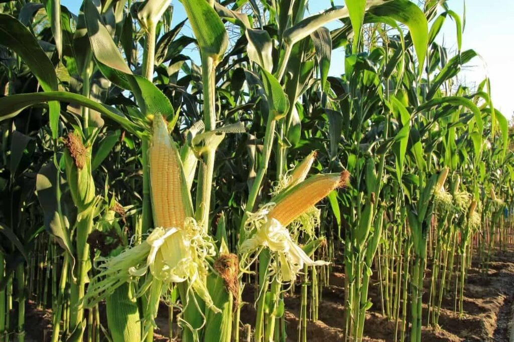 Você está visualizando atualmente MILHO: colheita em Mato Grosso continua avançando