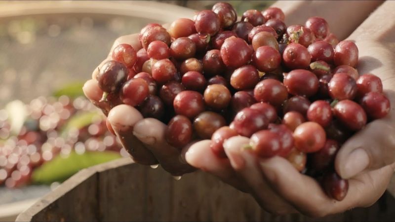 Você está visualizando atualmente Produtividade de café por hectare cresce 258,7% em MT, diz Embrapa